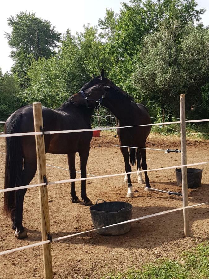 佩皮尼昂Haras Des Arcades别墅 外观 照片