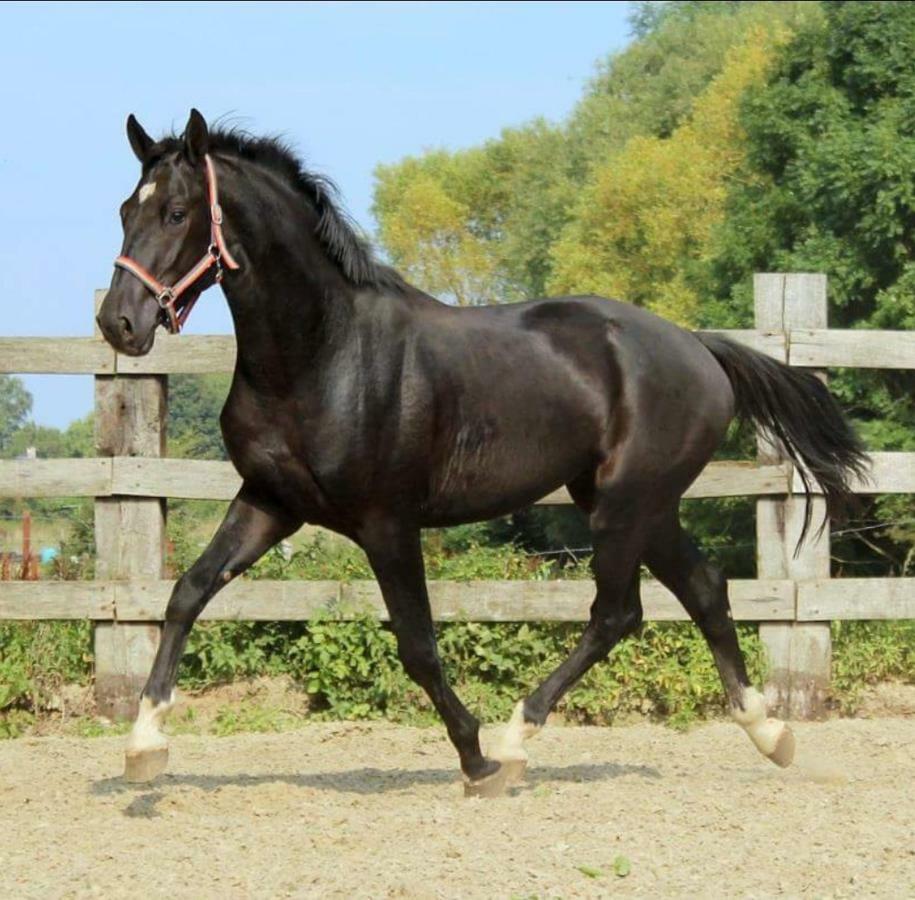 佩皮尼昂Haras Des Arcades别墅 外观 照片